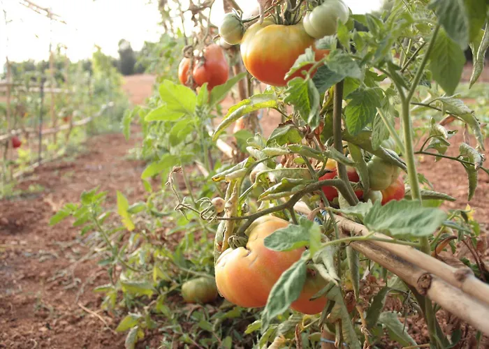 カサル サンタ エウラリア